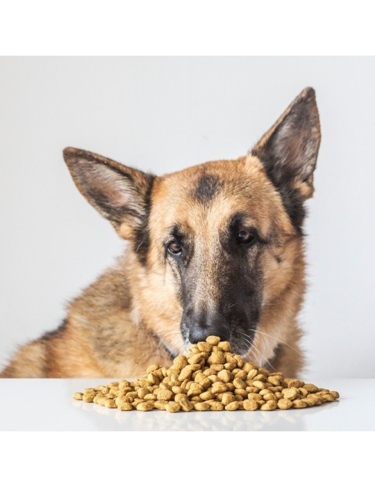 VEGGIEANIMALS Plus 2 e 12,5 kg – Ração natural e vegana para cães – digestão e saúde urinária