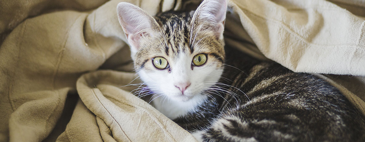 VeggieAnimals Gatos Digest+