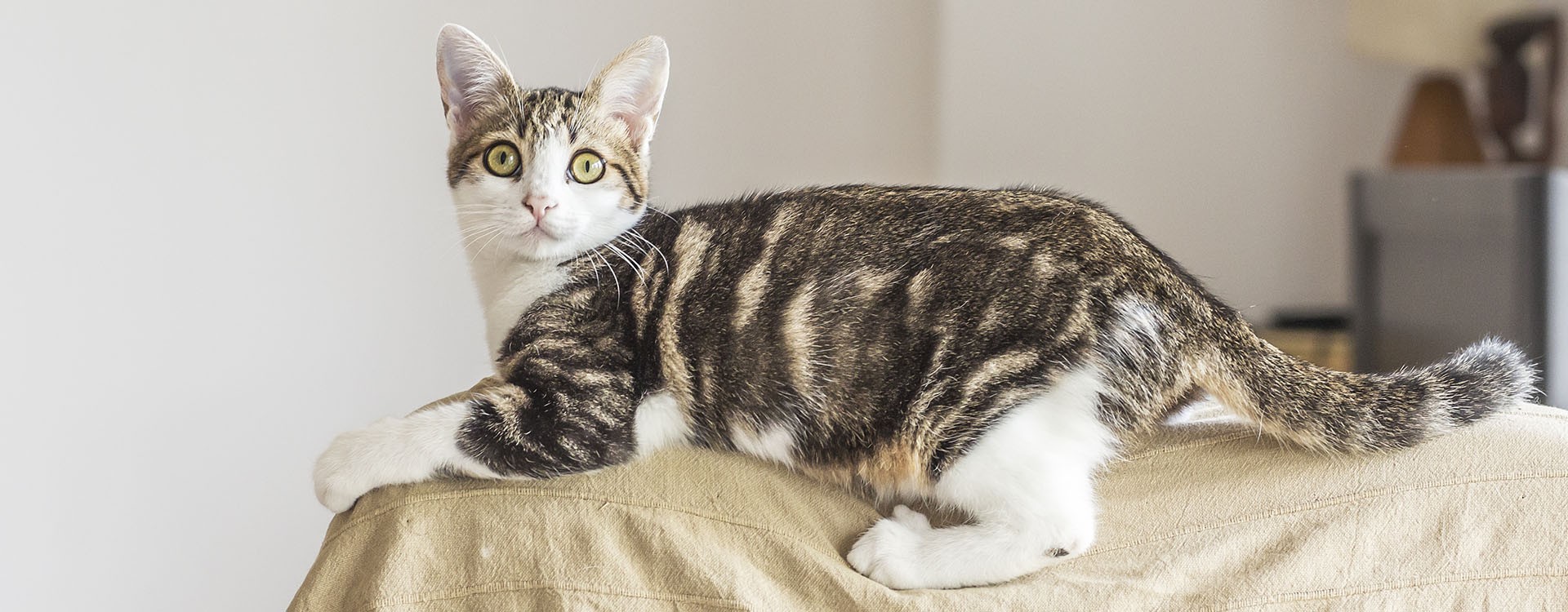 VeggieAnimals Cats Digest+: Digestive Wellbeing and Natural Vitality for Our Cats VeggieAnimals Cats Digest+: Digestive Wellbeing and Natural Vitality for Our Cats