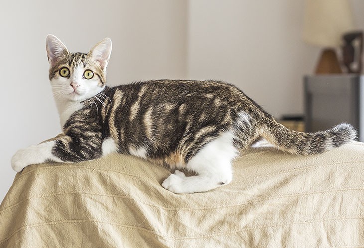 VeggieAnimals Gatos Digest+: bem-estar digestivo e vitalidade natural para os nossos gatos VeggieAnimals Gatos Digest+: bem-estar digestivo e vitalidade natural para os nossos gatos