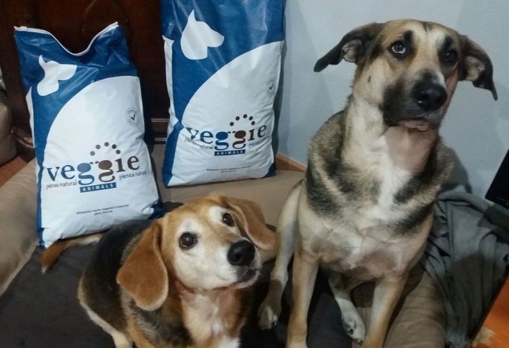 Pienso vegetal para los problemas digestivos en perros