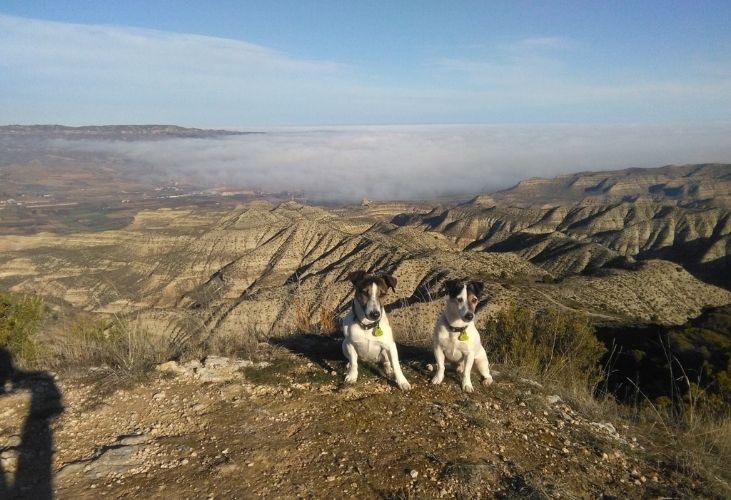 PERROS DEPORTISTAS Y ALIMENTACIÓN VEGANA