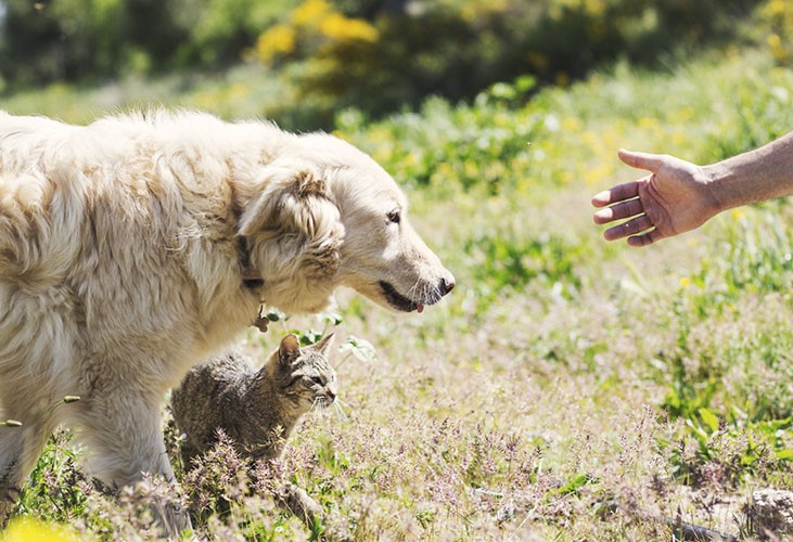 ¿Cómo conservar el pienso de perros y gatos? ¿Cómo conservar el pienso de perros y gatos?
