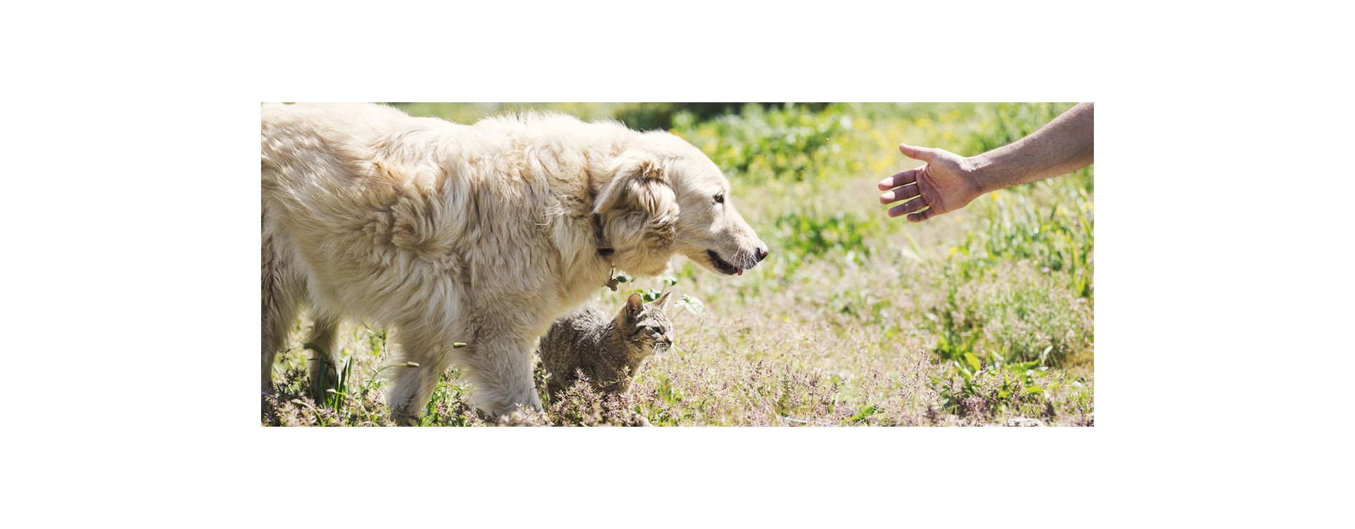 Como conservar a ração de cães e gatos Como conservar a ração de cães e gatos